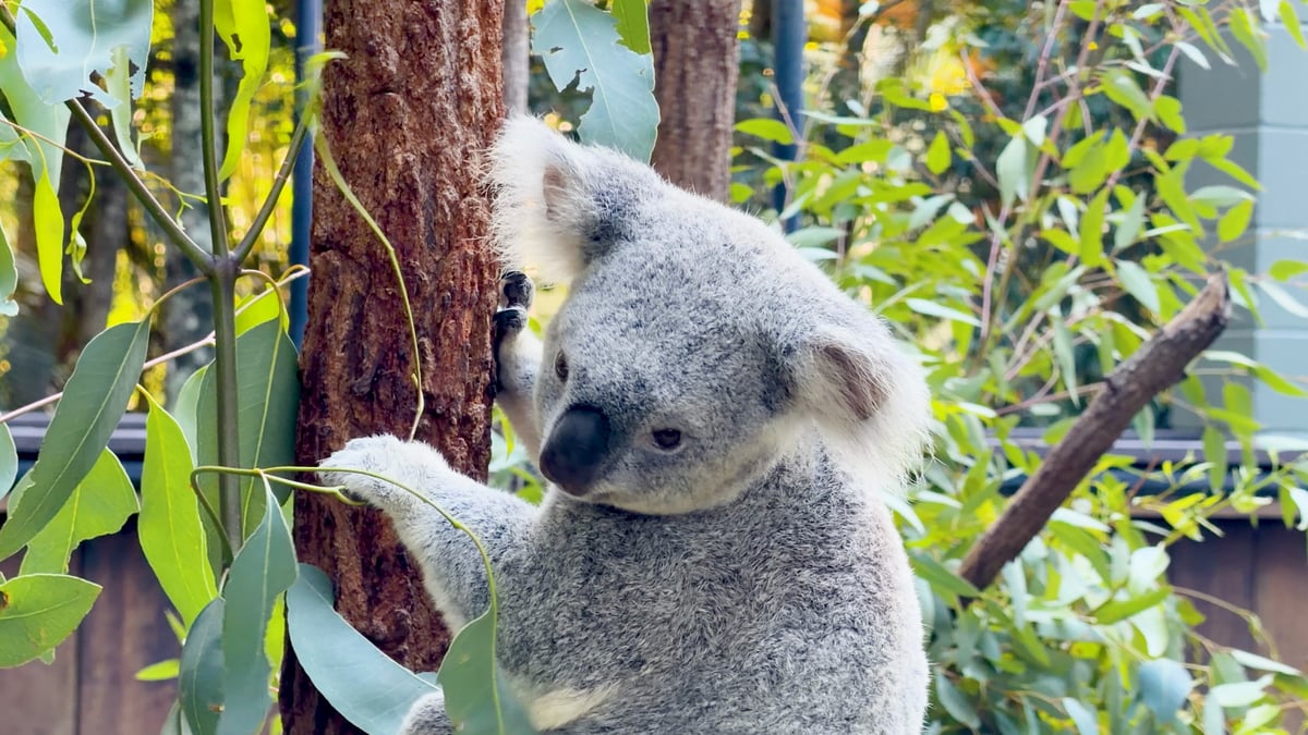 The wildlife sanctuary that lives entirely online